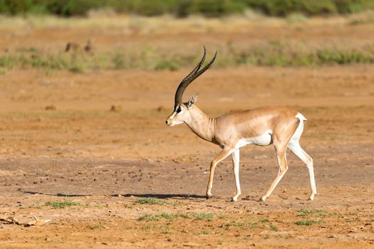 One Grant Gazelle stands in the middle of the grassy landscape of Kenya