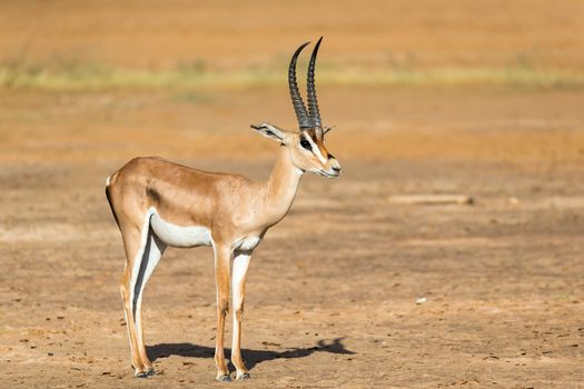 One Grant Gazelle stands in the middle of the grassy landscape of Kenya