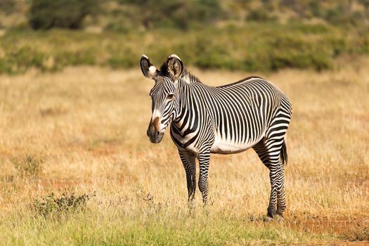 The Grevy Zebra is grazing in the countryside of Samburu in Kenya
