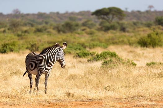The Grevy Zebra is grazing in the countryside of Samburu in Kenya