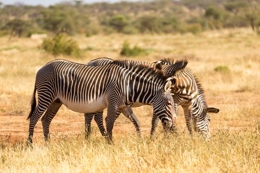 A Grevy zebras are grazing in the countryside of Samburu in Kenya
