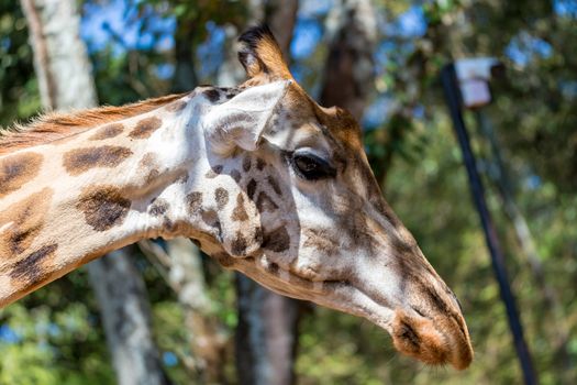 A close-up of one giraffe's head