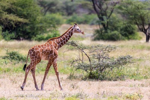 One giraffe walk through the savannah between the plants