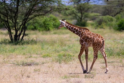 One giraffe walk through the savannah between the plants