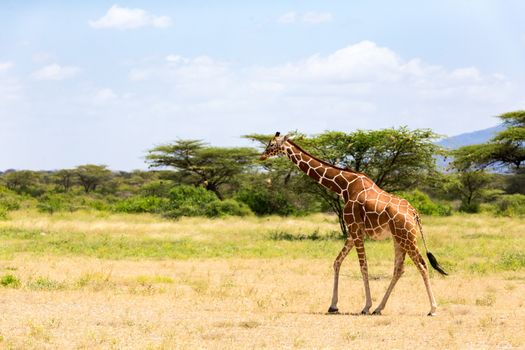 One giraffe walk through the savannah between the plants