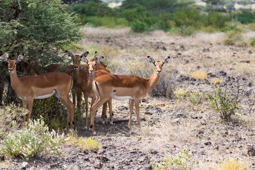 The Grant Gazelle grazes in the vastness of the Kenyan savannah