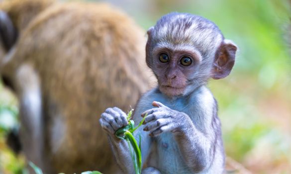 One little funny monkey is playing on the floor or on the tree