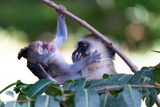The monkeys play together on a tree