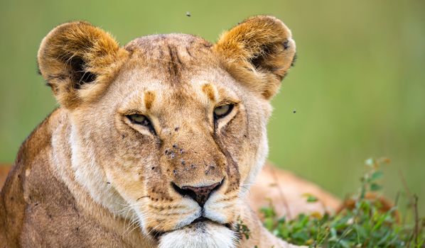 A portrait of a lioness, she lies in the grass in the savannah