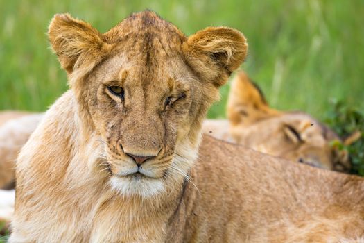 One young lion in close-up, the face of a nearly sleeping lion