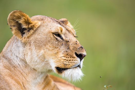 A portrait of a lioness, she lies in the grass in the savannah