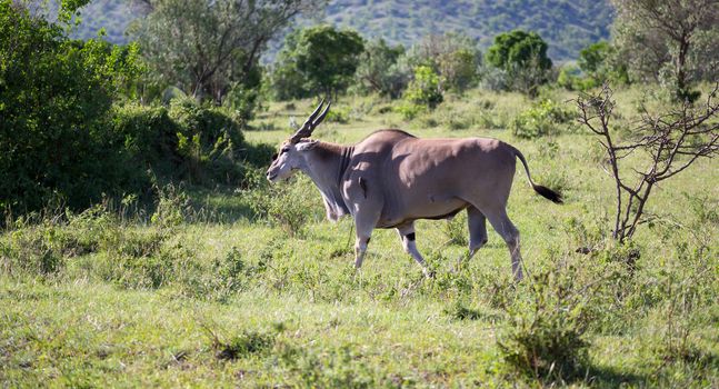 The Elands the largest antelope in Kenya's savannah