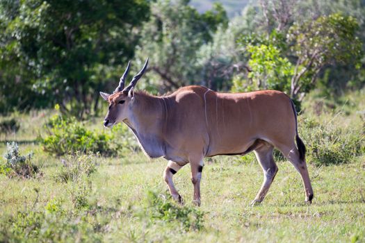 The antelopes in the grass landscape of Kenya