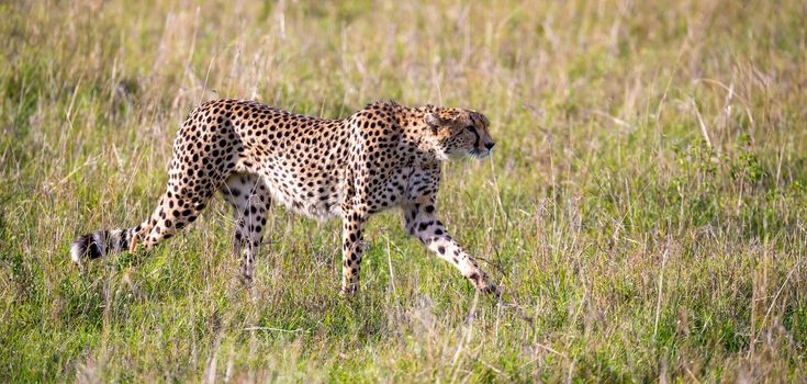 A cheetah walks between grass and bushes in the savannah of Kenya