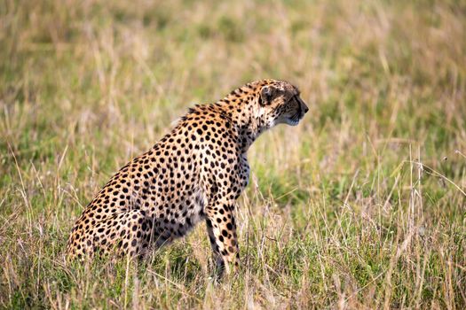 The cheetah sits in the grass landscape of the savanna of Kenya