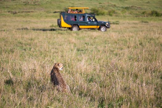 One cheetah in the grass landscape between the bushes