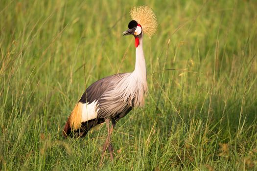 Very colorul native birds sit on branches