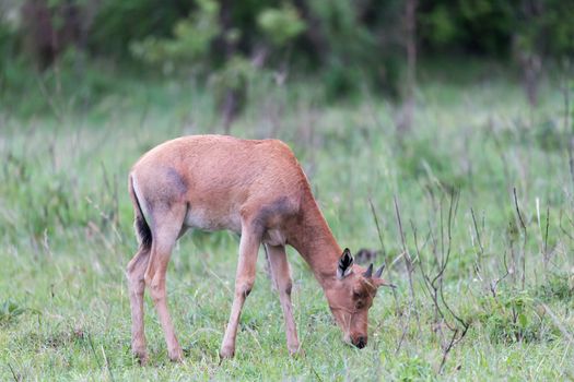 A Topi Gazelle in the Kenyan savanna amidst a grassy landscape