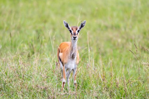 A Thomson Gazelle in the Kenyan savannah amidst a grassy landscape