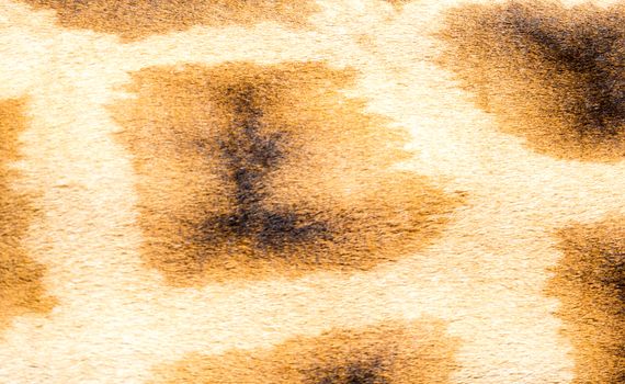 A fur of a giraffe in close-up