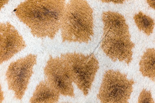A fur of a giraffe in close-up