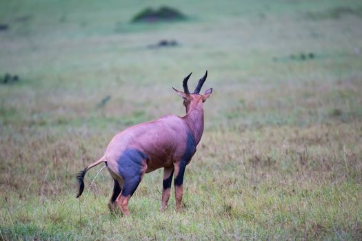 A Topi antelope in the grassland of Kenya's savannah