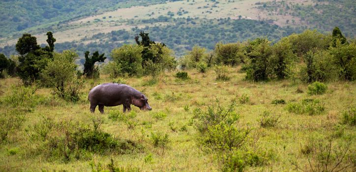 The hippo is walking in the savannah