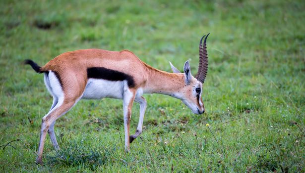 A Thomson's Gazelle in the grass landscape of the savannah in Kenya