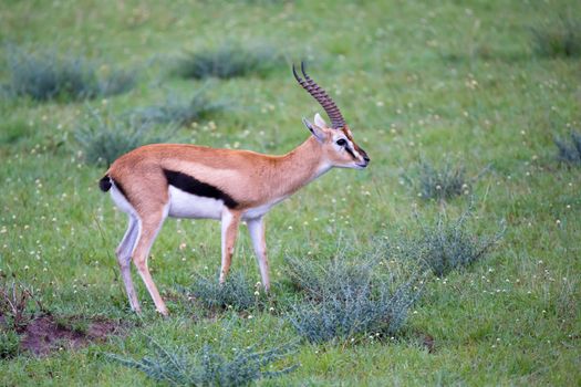 A Thomson's Gazelle in the grass landscape of the savannah in Kenya