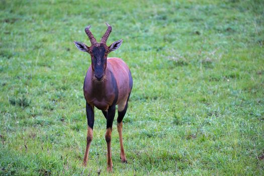 A Topi antelope in the grassland of Kenya's savannah