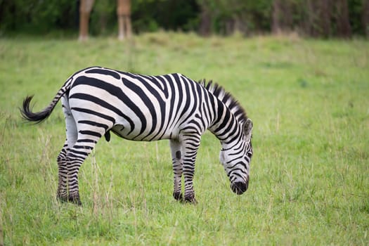 Some Zebras in the middle of the savannah of Kenya