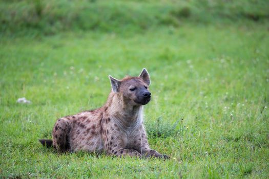 The hyena is lying in the grass in the savannah in Kenya