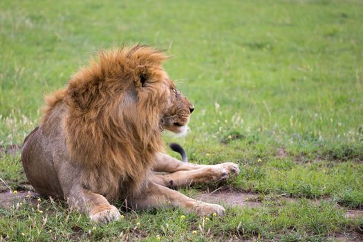 One big lion lies in the grass in the savanna of Kenya