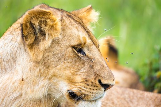 One young lion in close-up, the face of a nearly sleeping lion