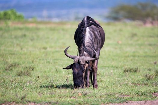 The antelopes in the grass landscape of Kenya