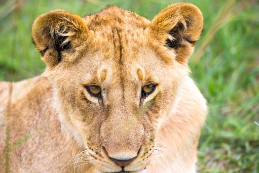One young lion in close-up, the face of a nearly sleeping lion