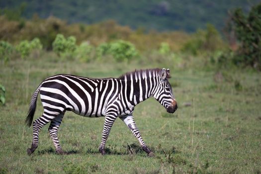 Some zebras run and graze in the savannah