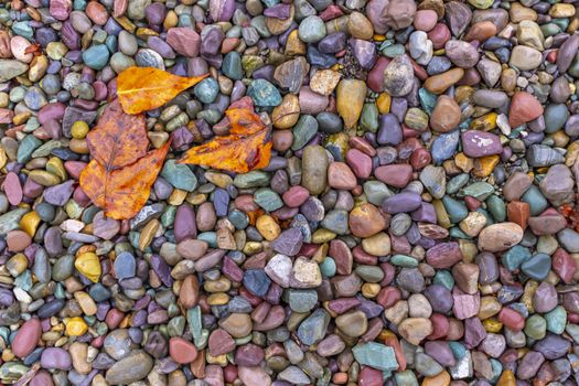 Fallen leaves lay on top of wet pebbles near a river bed