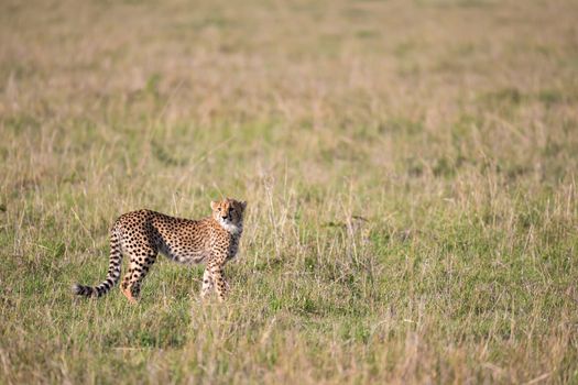 One cheetah in the grass landscape between the bushes