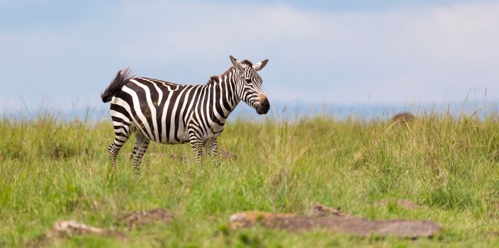 One zebra is browsing on a meadow in the grass landscape