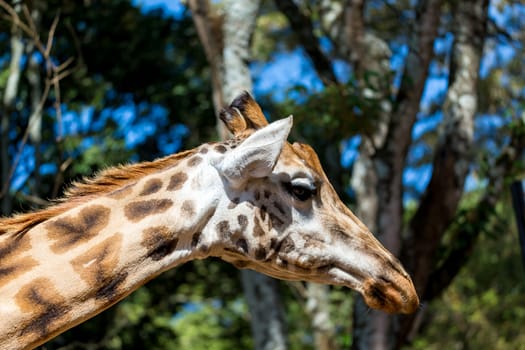 A close-up of one giraffe's head