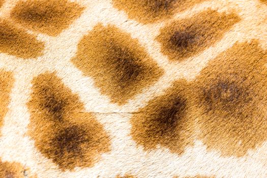 A fur of a giraffe in close-up