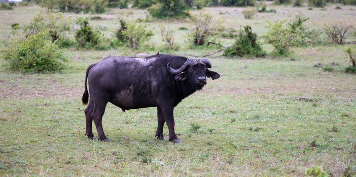 The Buffalos are standing in the savannah in the middle of a national park in Kenya