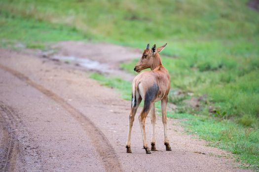 A Topi antelope in the grassland of Kenya's savannah