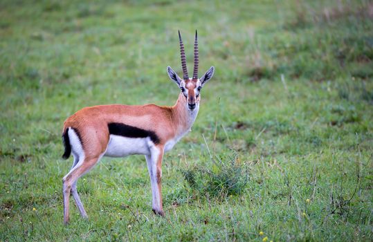 A Thomson's Gazelle in the grass landscape of the savannah in Kenya