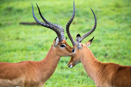 An Impala family on a grass landscape in the Kenyan savannah
