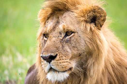 The close-up of the face of a lion in the savannah of Kenya