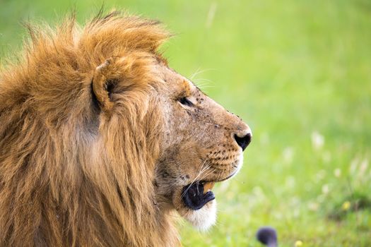 The close-up of the face of a lion in the savannah of Kenya