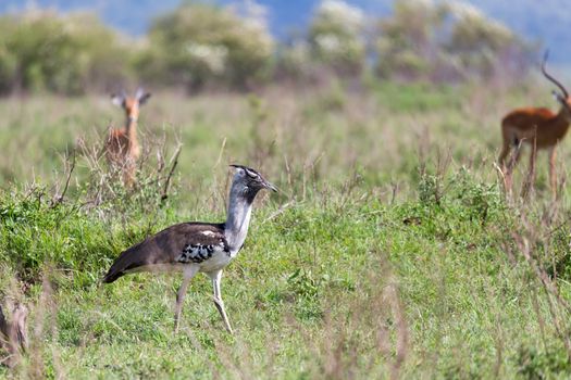 A local Kenyan birds in colorful colors sit on the branches of a tree