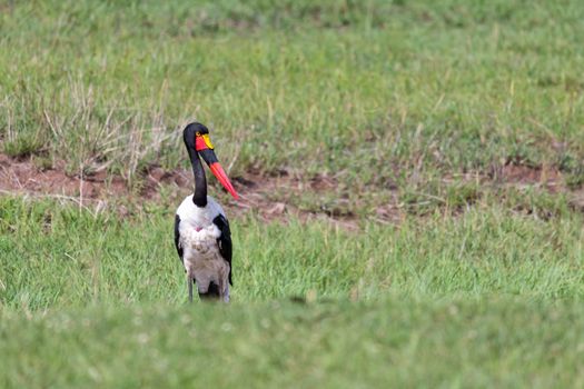 One stork with black red golden beak is standing in the grass